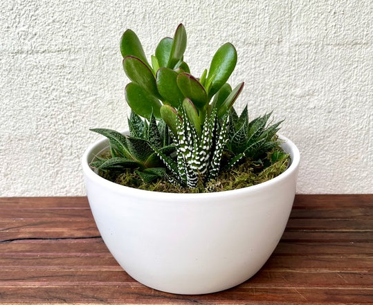 Plant Delivery Melbourne